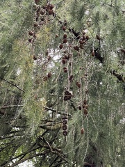 Larix decidua