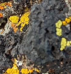 Candelariella rosulans
