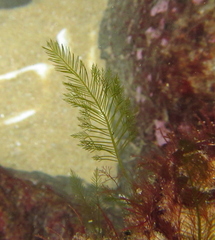 Bryopsis plumosa