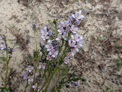 Cyanothamnus coerulescens