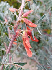 Lessertia frutescens