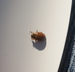 Aphidecta obliterata