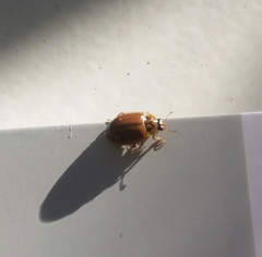 Aphidecta obliterata