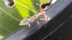 Chariesterus antennator