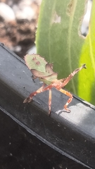 Chariesterus antennator