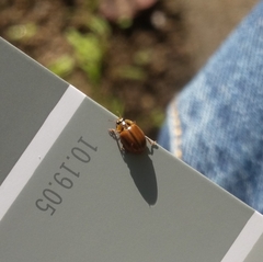 Aphidecta obliterata