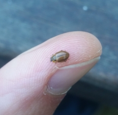 Aphidecta obliterata