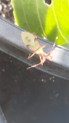 Chariesterus antennator