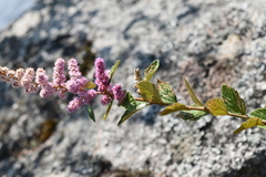 Spiraea tomentosa