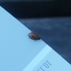 Aphidecta obliterata