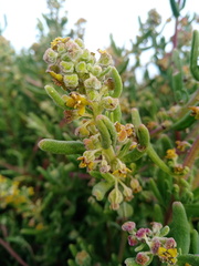 Tetragonia decumbens
