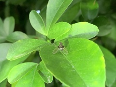 Chrysopilus basilaris