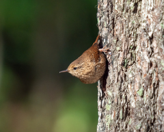 Troglodytes hiemalis