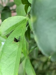Chrysopilus basilaris