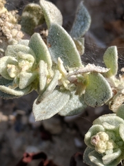 Atriplex leucophylla
