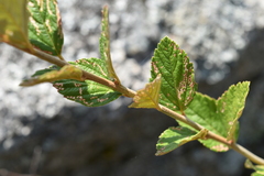 Spiraea tomentosa
