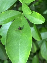 Chrysopilus basilaris