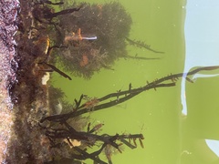 Rhodophyta