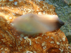 Phallusia fumigata