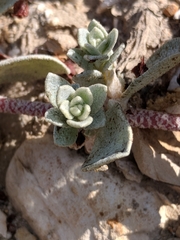 Atriplex leucophylla