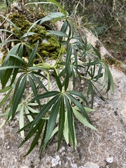 Helleborus foetidus