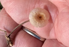 Crinipellis scabella