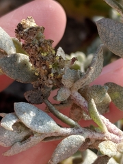 Atriplex leucophylla