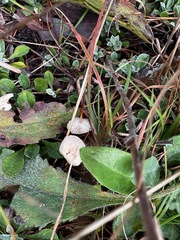 Mycetinis scorodonius