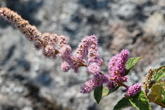 Spiraea tomentosa