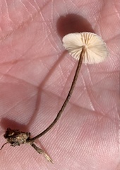 Crinipellis scabella