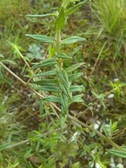 Odontites vernus