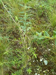Odontites vernus