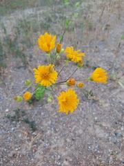 Heterotheca inuloides