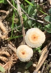 Crinipellis scabella