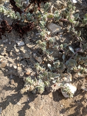 Atriplex leucophylla