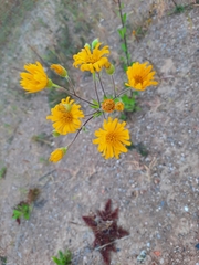 Heterotheca inuloides