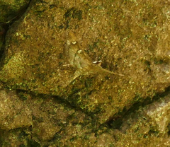 Desmia desmialis