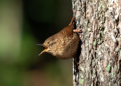 Troglodytes hiemalis