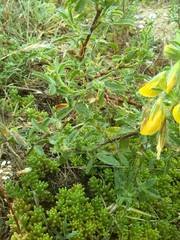 Chamaecytisus hirsutus