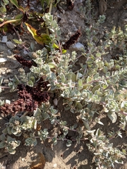 Atriplex leucophylla
