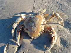 Ovalipes trimaculatus