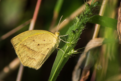 Eurema laeta