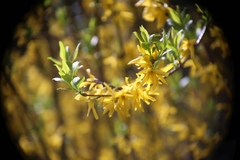 Forsythia
