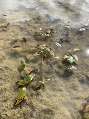 Potamogeton natans