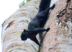 Callosciurus prevostii pluto