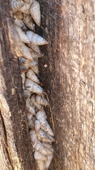 Cochlicella acuta