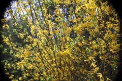 Forsythia