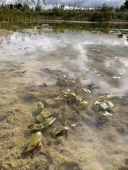 Potamogeton natans