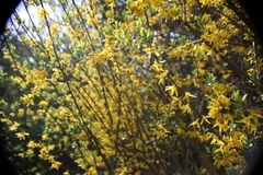 Forsythia