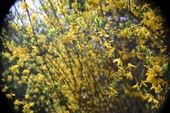 Forsythia